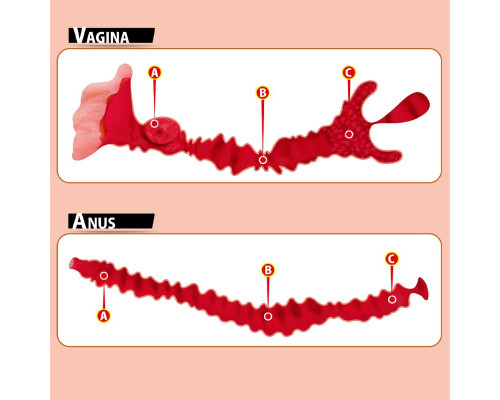 Заказать Мастурбатор-полуторс Adel с двумя любовными отверстиями
